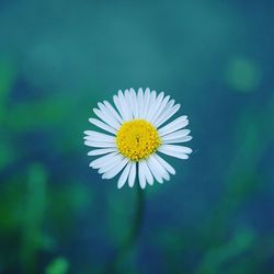 Close-up of white daisy flower