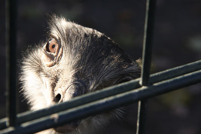 Close-up of monkey in cage