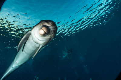 Fish swimming in sea