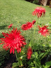 Close-up of red flowers blooming in field