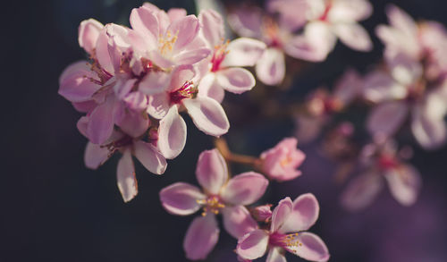 Close-up of pink flowers blooming outdoors