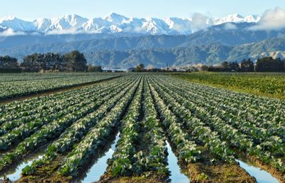 Scenic view of agricultural field against sky