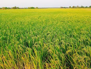 Scenic view of agricultural field