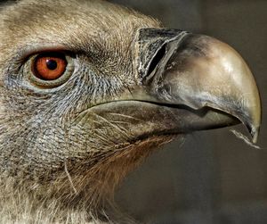 Close-up of animal eye