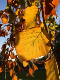 Close-up of dry leaves on plant during autumn