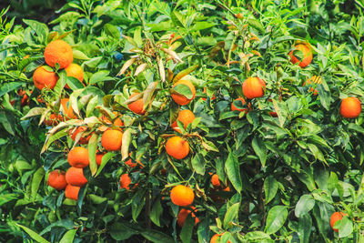 Orange fruits on tree