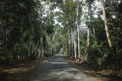 Road amidst trees in forest