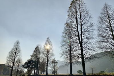 Low angle view of bare trees against sky