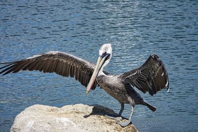 Close-up of pelican perching on rock