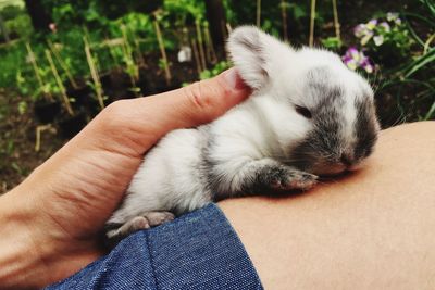 Close-up of hand holding baby rabbit