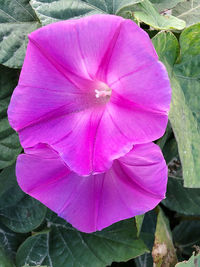 Close-up of pink flower