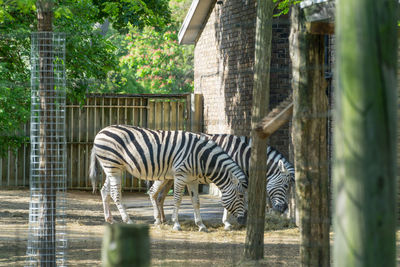 Zebra in the zoo