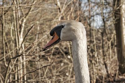 Close-up of swan