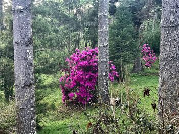 Purple flowering plants by trees in forest