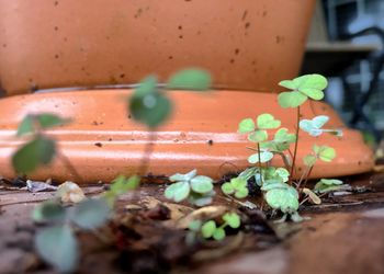 Close-up of potted plant