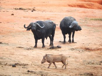 African buffaloes and warthog on field