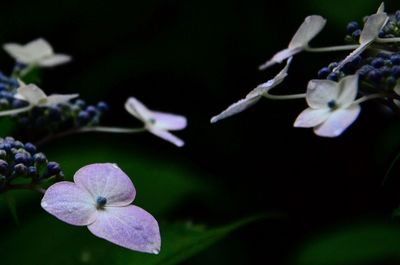 Close-up of purple flowering plant