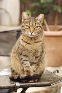 Close-up of a cat sitting on table