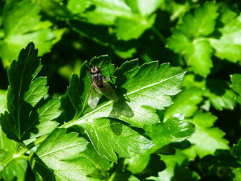 Close-up of leaves