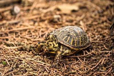 Close-up of turtle