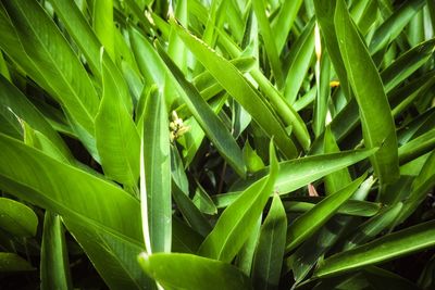 Full frame shot of plants