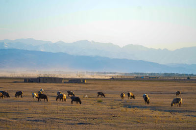 Flock of sheep grazing in a field