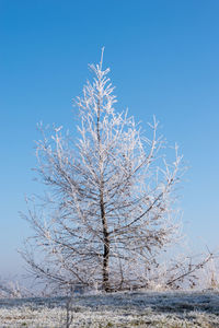 Close-up of tree against clear sky