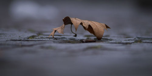 Close-up of plant against blurred background