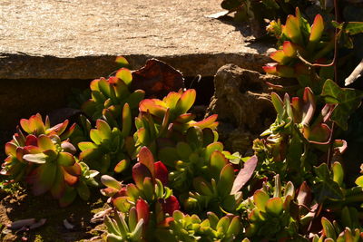 High angle view of plant growing in water