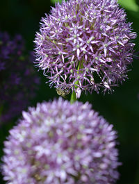 Close-up of purple flowering plant