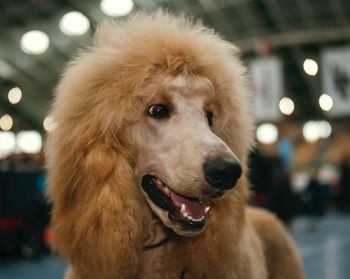 Close-up of dog looking away