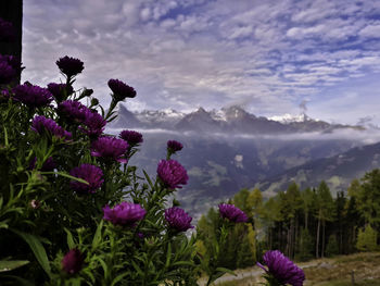 Close-up of pink flowers blooming against sky