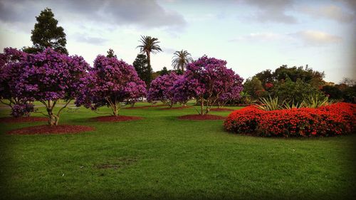 Trees growing on grassy field at park