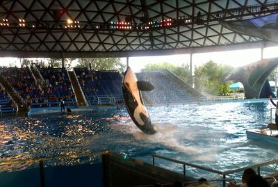 People jumping in swimming pool