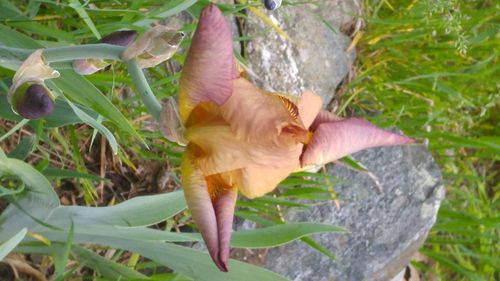 Close-up of plant