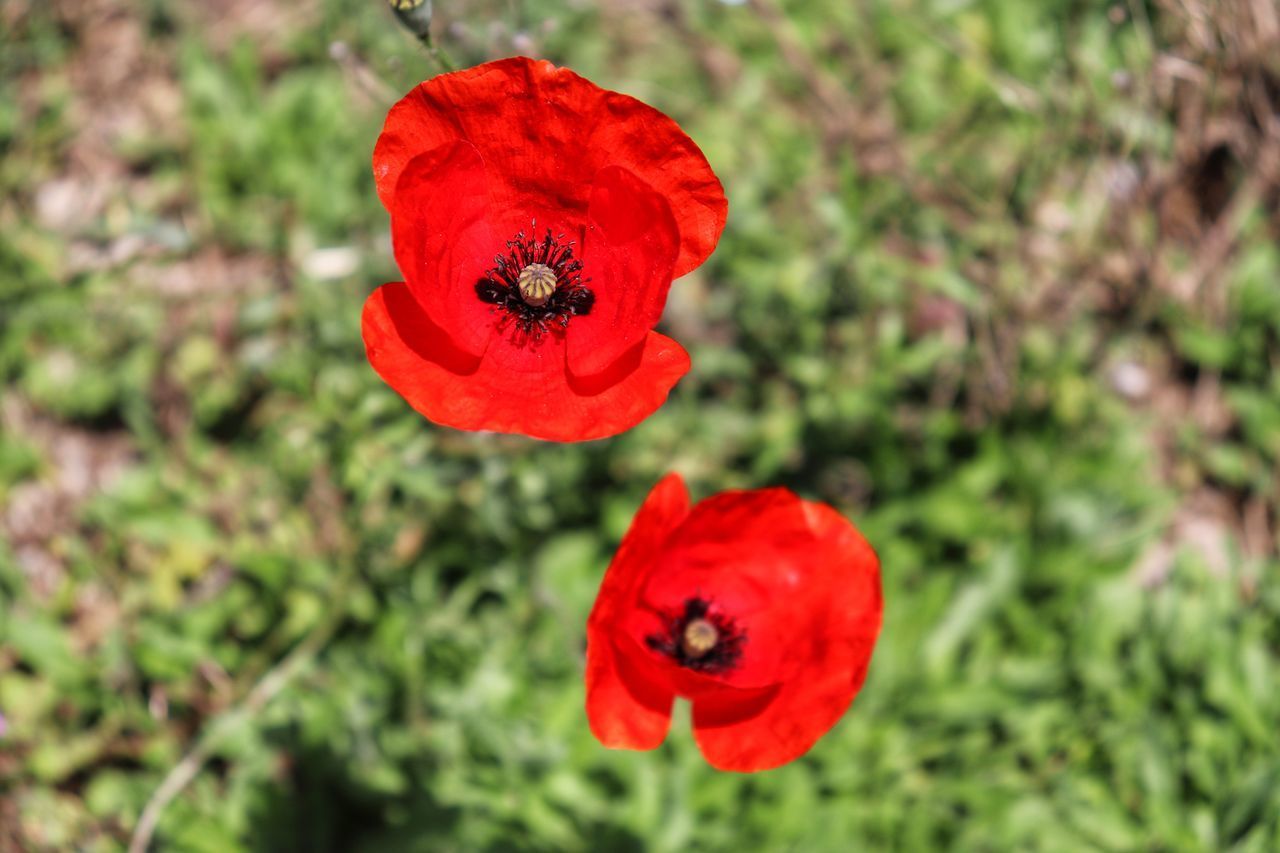 CLOSE-UP OF RED POPPY ON PLANT