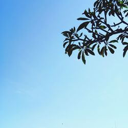 Low angle view of tree against clear blue sky