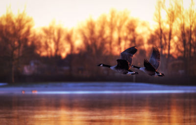 Birds flying over lake against sky