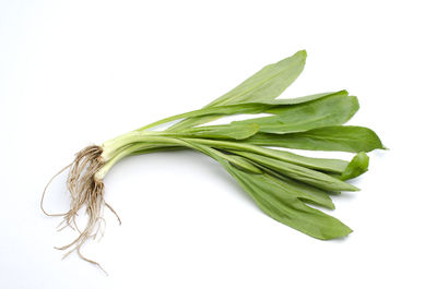 Close-up of fresh green leaf against white background