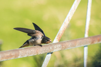 Close-up of bird perching outdoors