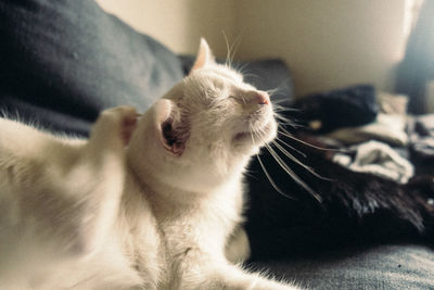 Close-up of a cat on bed