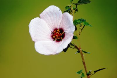 Close-up of white flowering plant