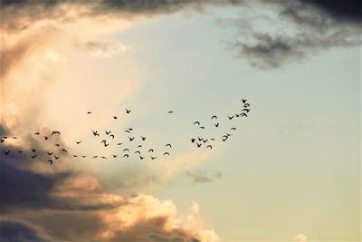 Low angle view of birds flying in sky
