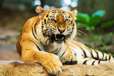 Close-up of a tiger