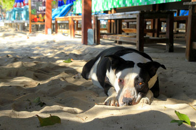 View of a dog on the beach