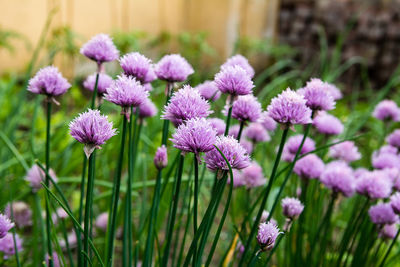 Close-up of pink flowering plants on field