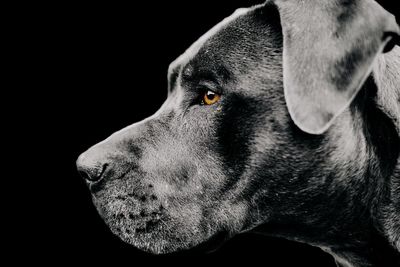 Close-up of dog looking away against black background