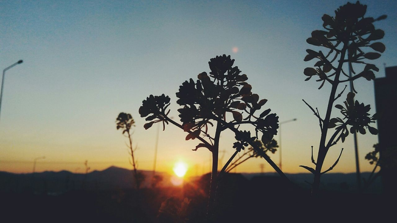 sunset, silhouette, sun, tree, tranquility, tranquil scene, scenics, beauty in nature, nature, clear sky, bare tree, landscape, sunlight, sky, idyllic, branch, orange color, growth, back lit, no people