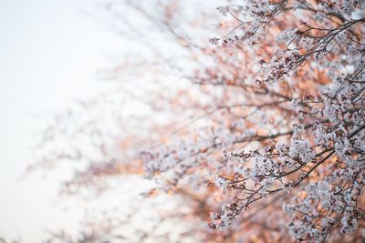 Low angle view of cherry blossom tree