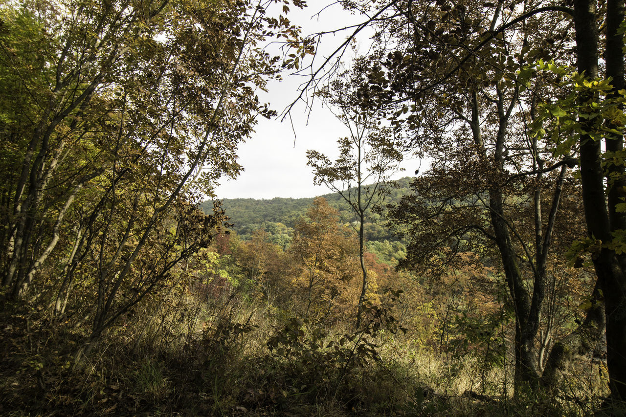 LOW ANGLE VIEW OF TREES AGAINST SKY IN FOREST